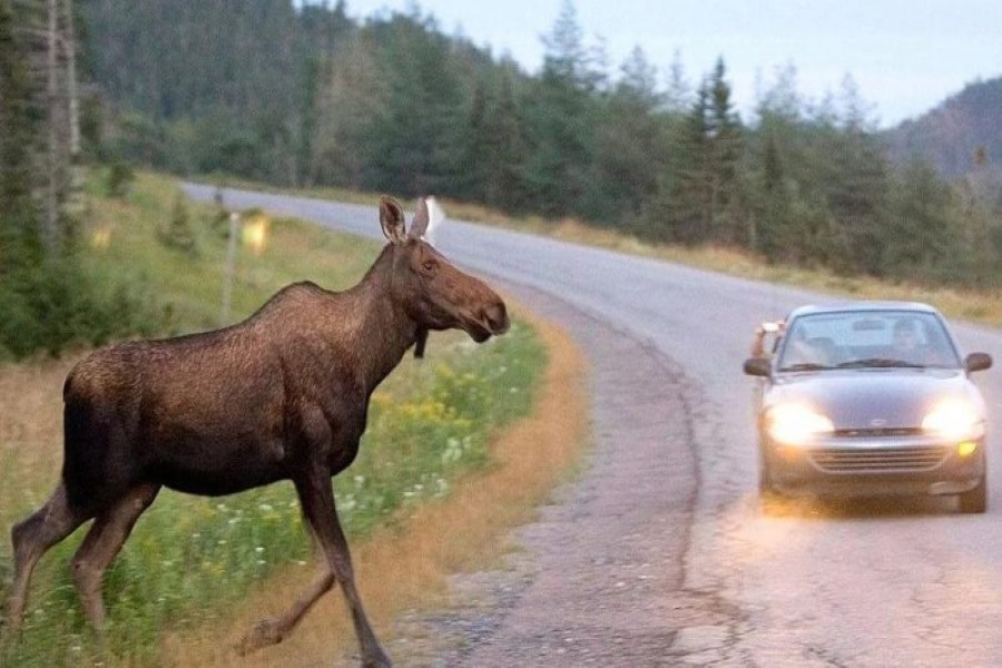 На дорогах Бобруйщины зафиксировано порядка 20-ти ДТП с участием диких животных