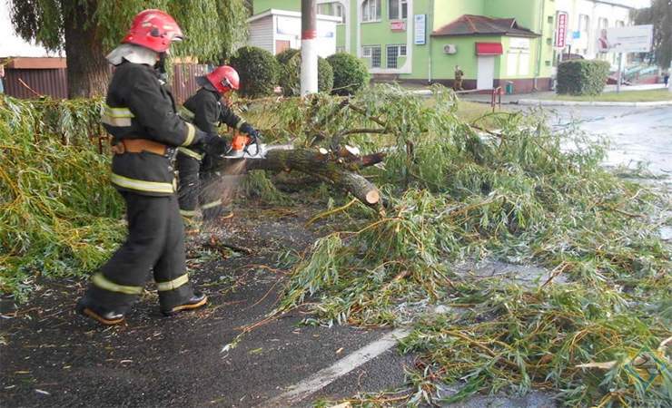 В Мозыре сильный ветер во время дождя повалил деревья на дороги. К счастью, пострадавших нет